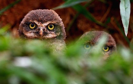 Si eres un animal nocturno, cuidado, podría derivar en depresión