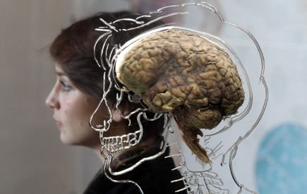 15 datos sorprendentes sobre el cerebro humano