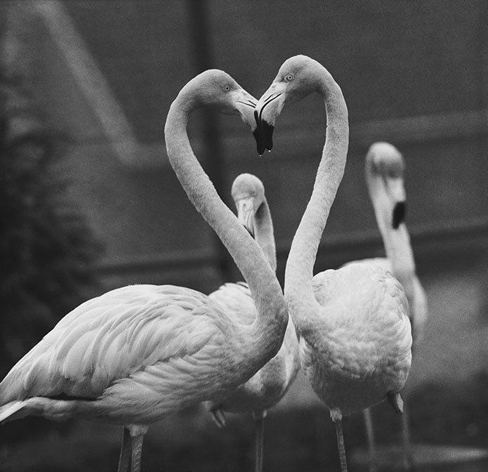 Si mantienes sano tu corazón, tu cerebro se beneficiará en el futuro