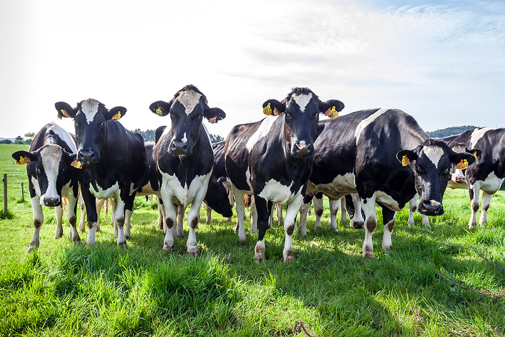 ¿Quién produce más carne de vacuno en el mundo?