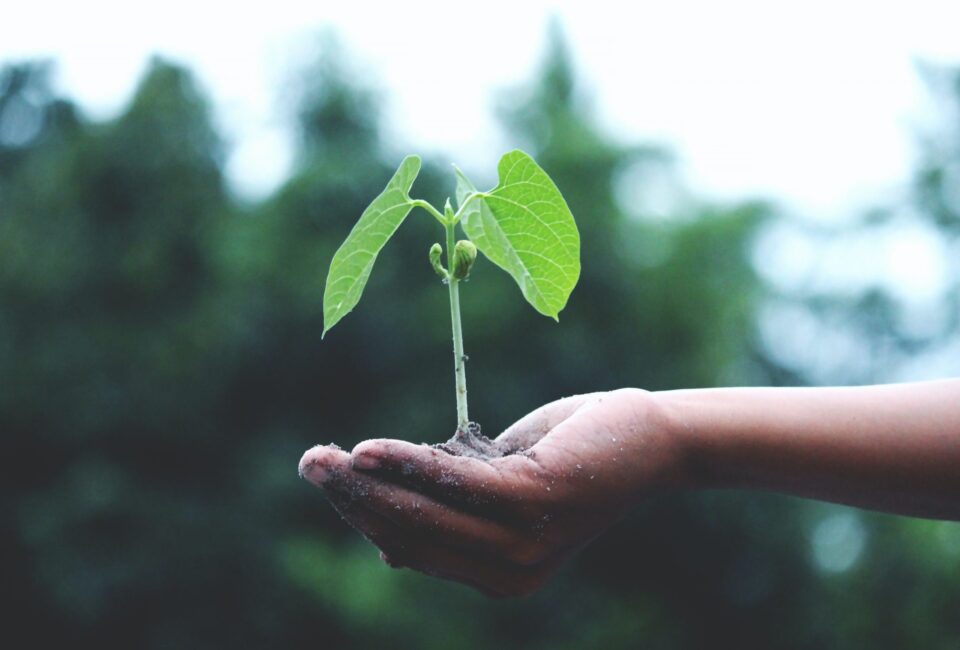 Una mano sostiene una planta. Foto: Akil Mazumder/Pexels