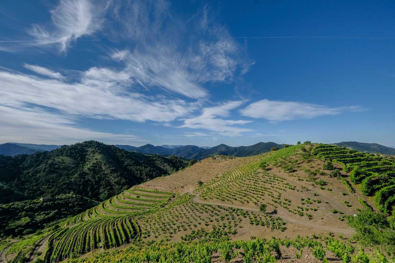 Mas de la Rosa, el vino más exclusivo de Familia Torres