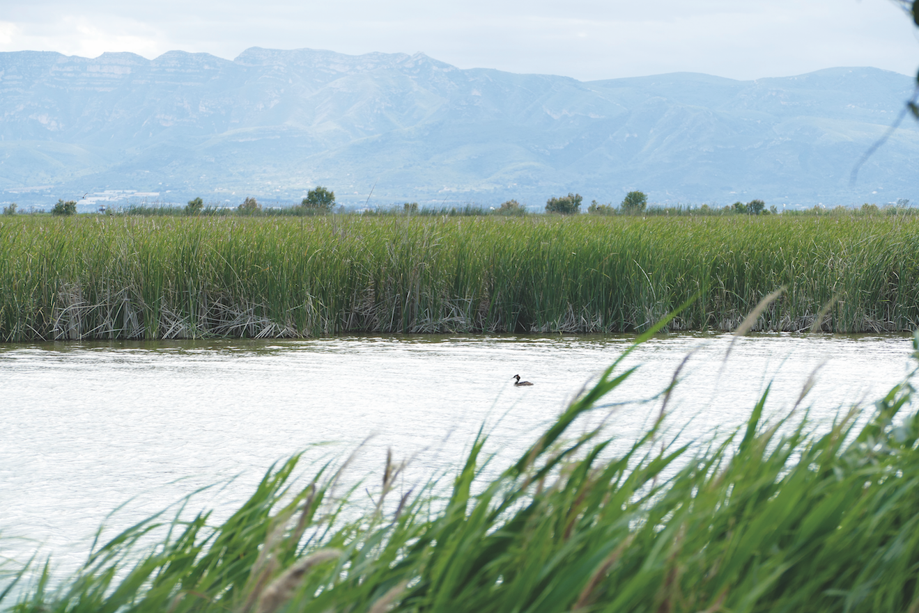 Humedales Delta del Ebro. Foto: Oliver Hernández