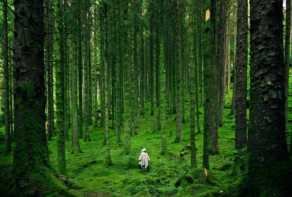 Bosque. Naturaleza. Foto: Luis del Río (Pexels)