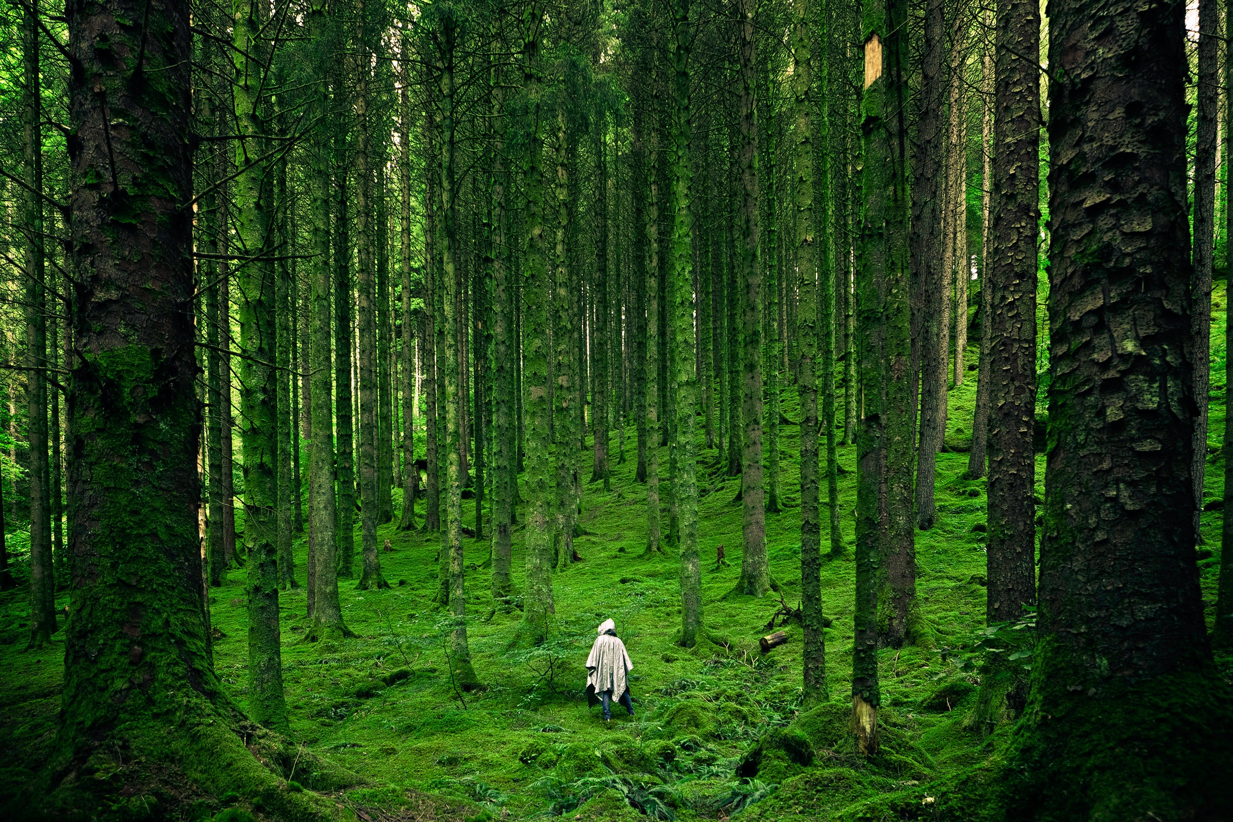 Bosque. Naturaleza. Foto: Luis del Río (Pexels)