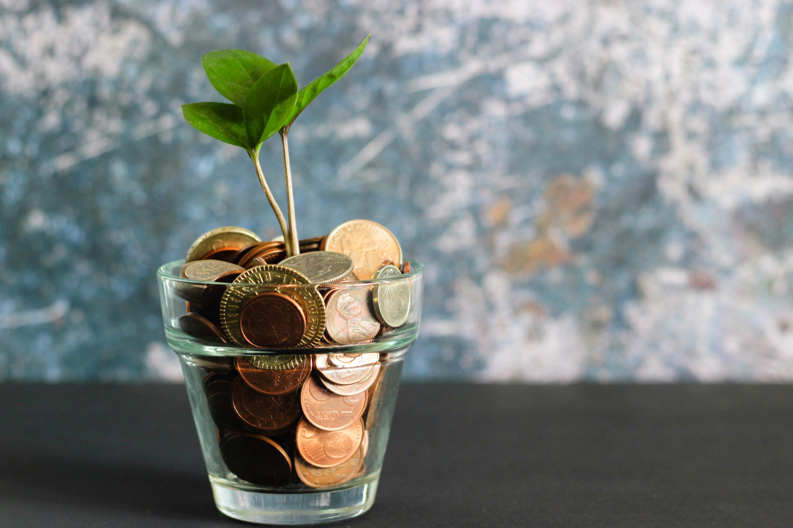 Dinero. Planta. Foto: Micheile Henderson (Unsplash)