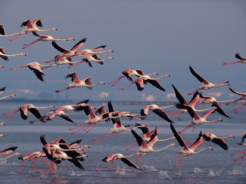 De Doñana a Garajonay: cinco parques naturales que visitar en España este verano