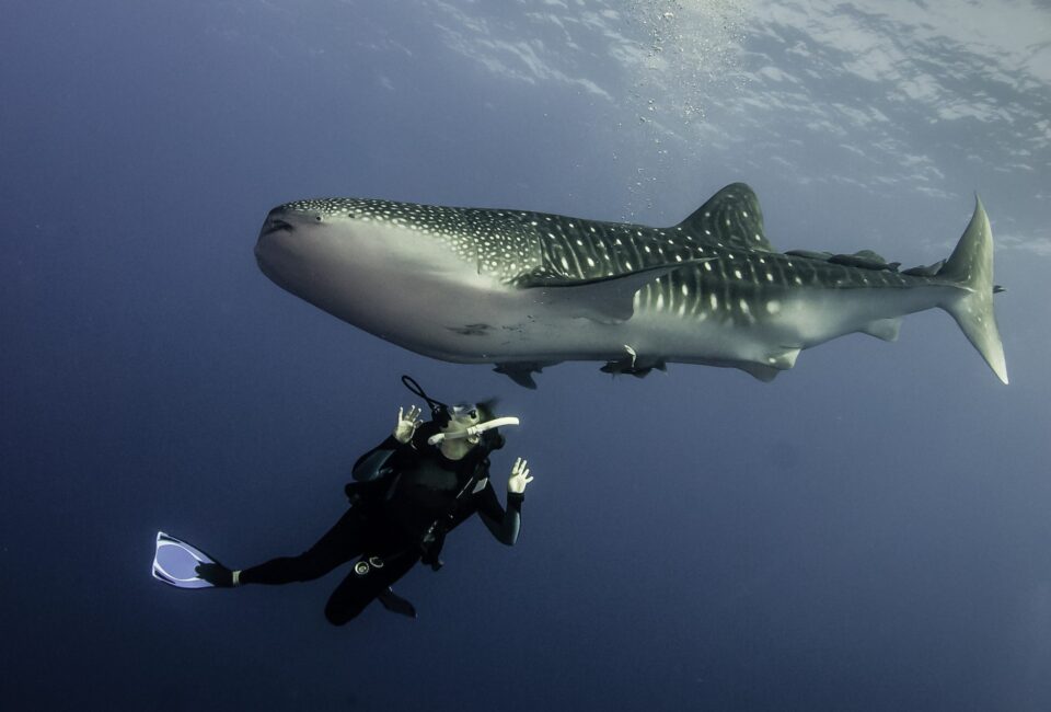 Estos son los 5 mejores lugares del mundo para bucear con tiburones