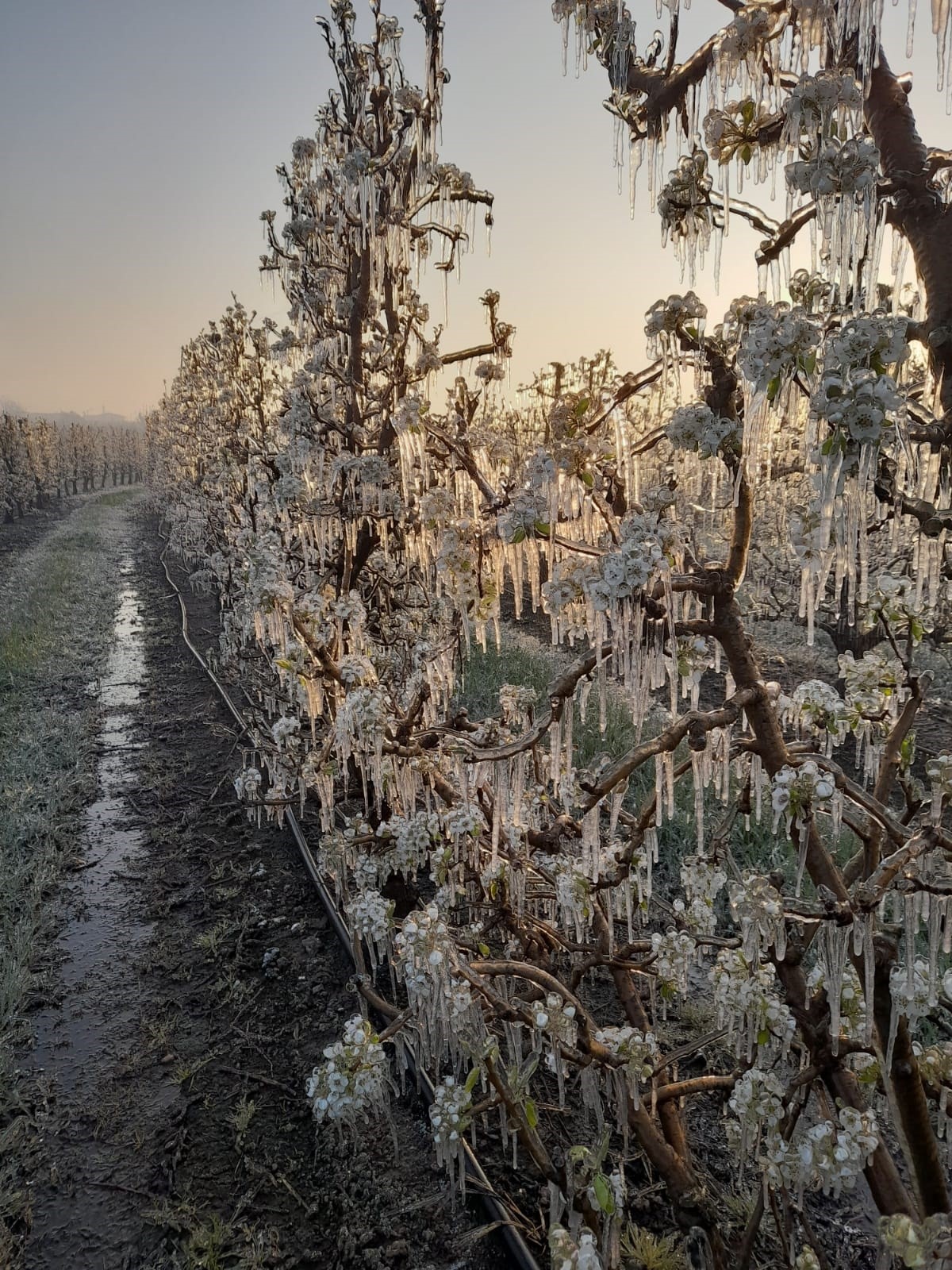 Gobierno y CCAA distribuyen 12 millones en ayudas para los sectores de fruta afectadas por la borrasca Ciril