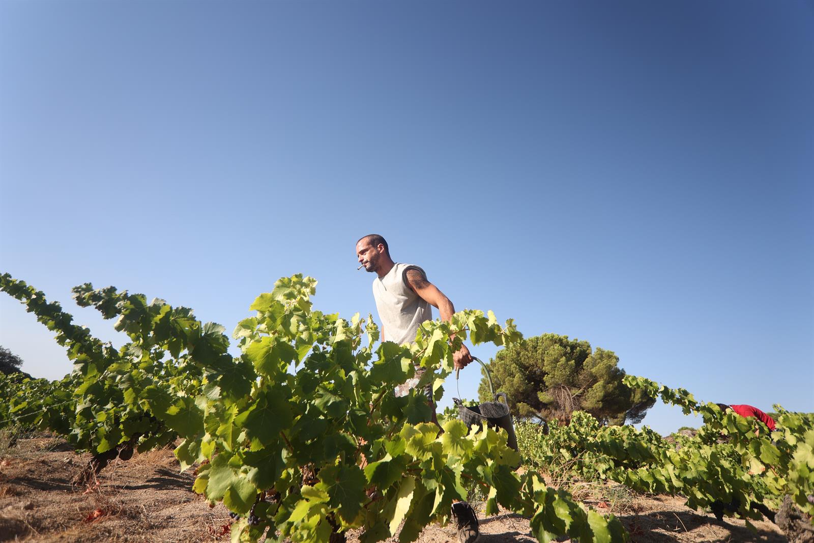 El PSOE plantea refundir el subsidio y la renta agraria en Andalucía y Extremadura