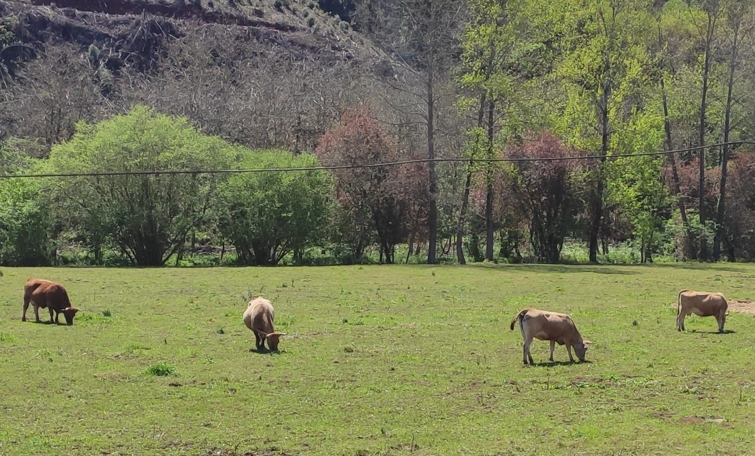 Agricultura aboga por mejorar el asesoramiento a agricultores y ganaderos según sus explotaciones