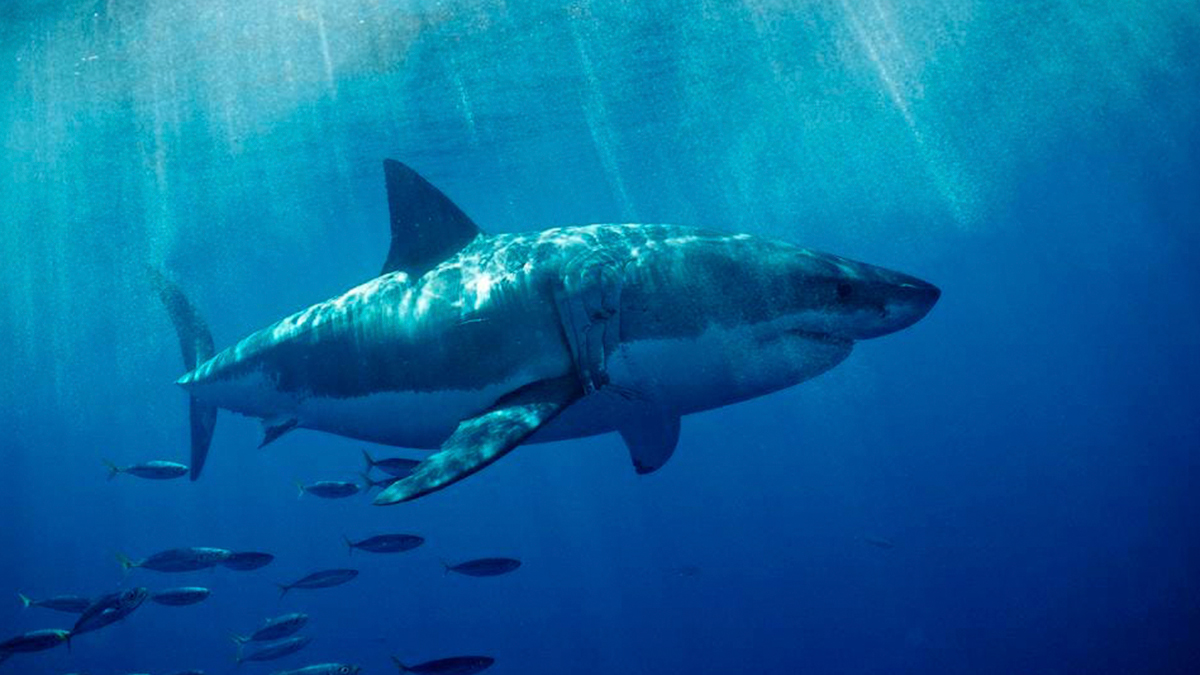 Tiburones al acecho en el Mediterráneo: así es la técnica para identificar dónde están (sin necesidad de verlos)