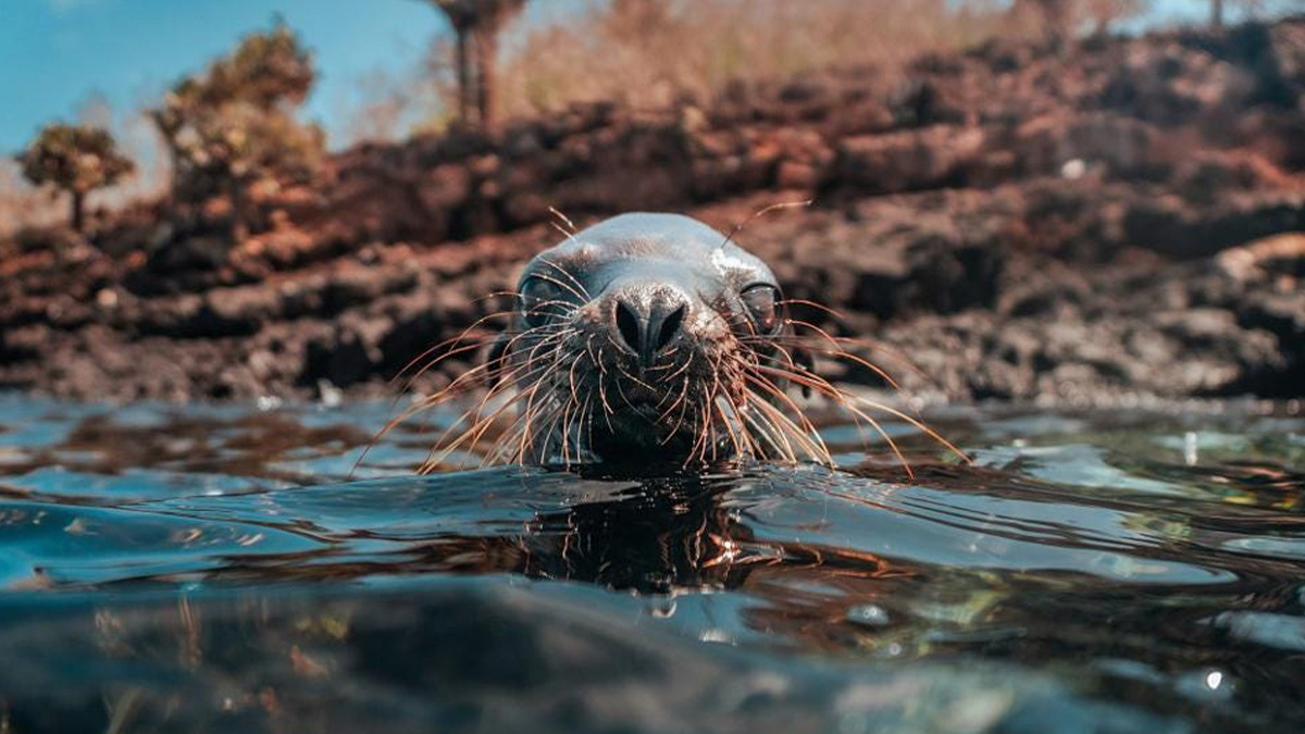 Este yate ‘Relais & Chateaux’ es la mejor forma de ver las Islas Galápagos