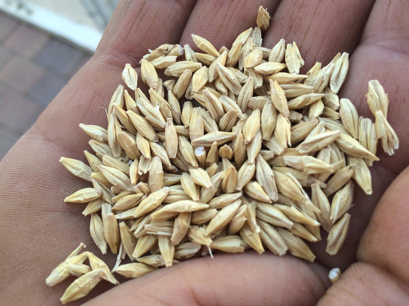 Bruselas permitirá a Polonia y Hungría vetar el grano que Ucrania sí podrá exportar al resto de la UE