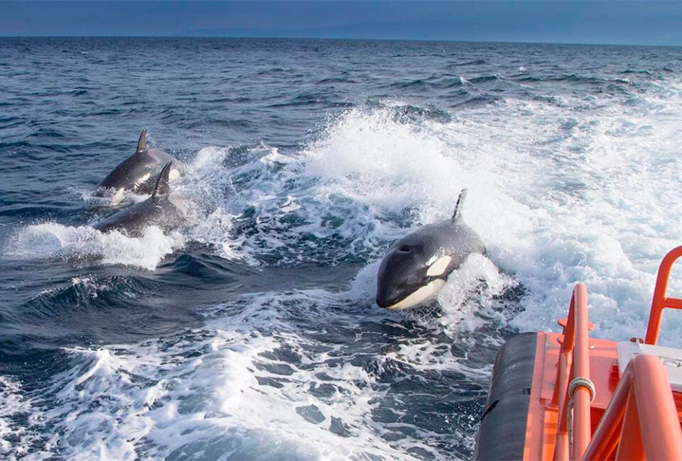 Así funciona el marcaje de orcas que busca reducir la interacción de los cetáceos con embarcaciones