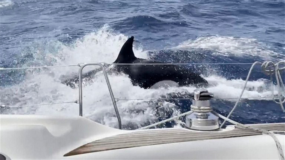 Qué está pasando con las orcas y por qué están atacando barcos en aguas españolas