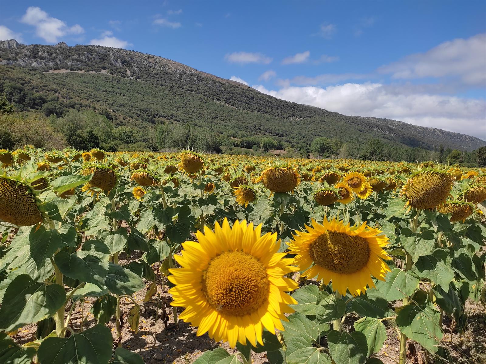 La Asociación Española del Girasol (AEG) defiende lasostenibilidad del  cultivo del girasol - Forbes España