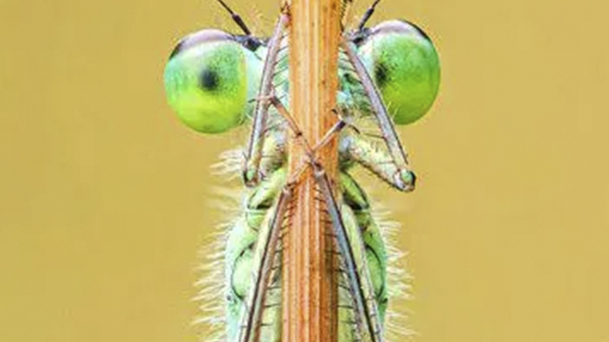 Fotogaleria | 16 fotos ganadoras del desafío ‘Minimal’ del Close Up Photographer Of The Year (CUPOTY)