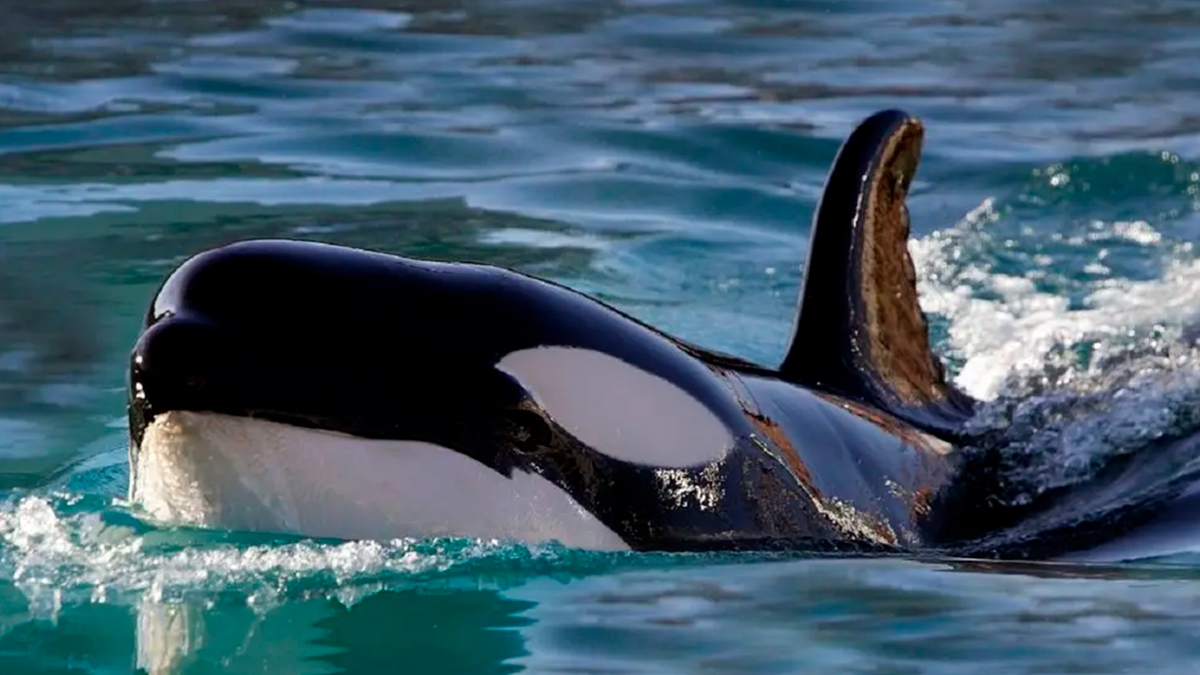 Quién es Gladys, la orca que lidera los 53 incidentes con barcos