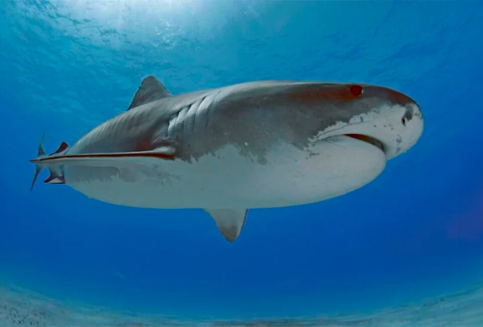 ¿Qué ocurre con los tiburones cuando son liberados de los acuarios?