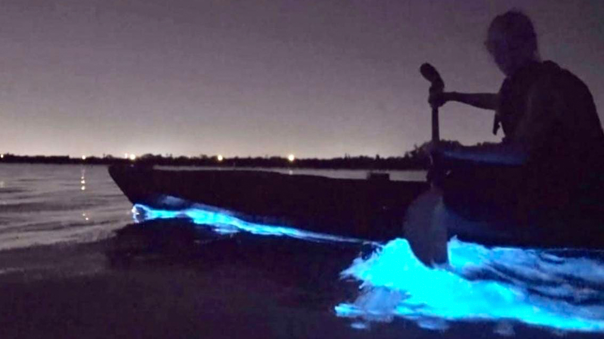 Mares con bioluminiscencia: este es el mejor lugar para navegar entre aguas ‘con luz’