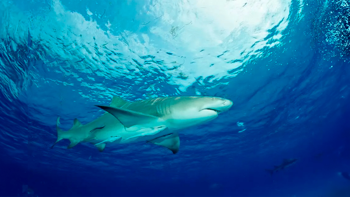 Todo lo que debes saber para entender el caso de los tiburones ‘adictos’ a la droga