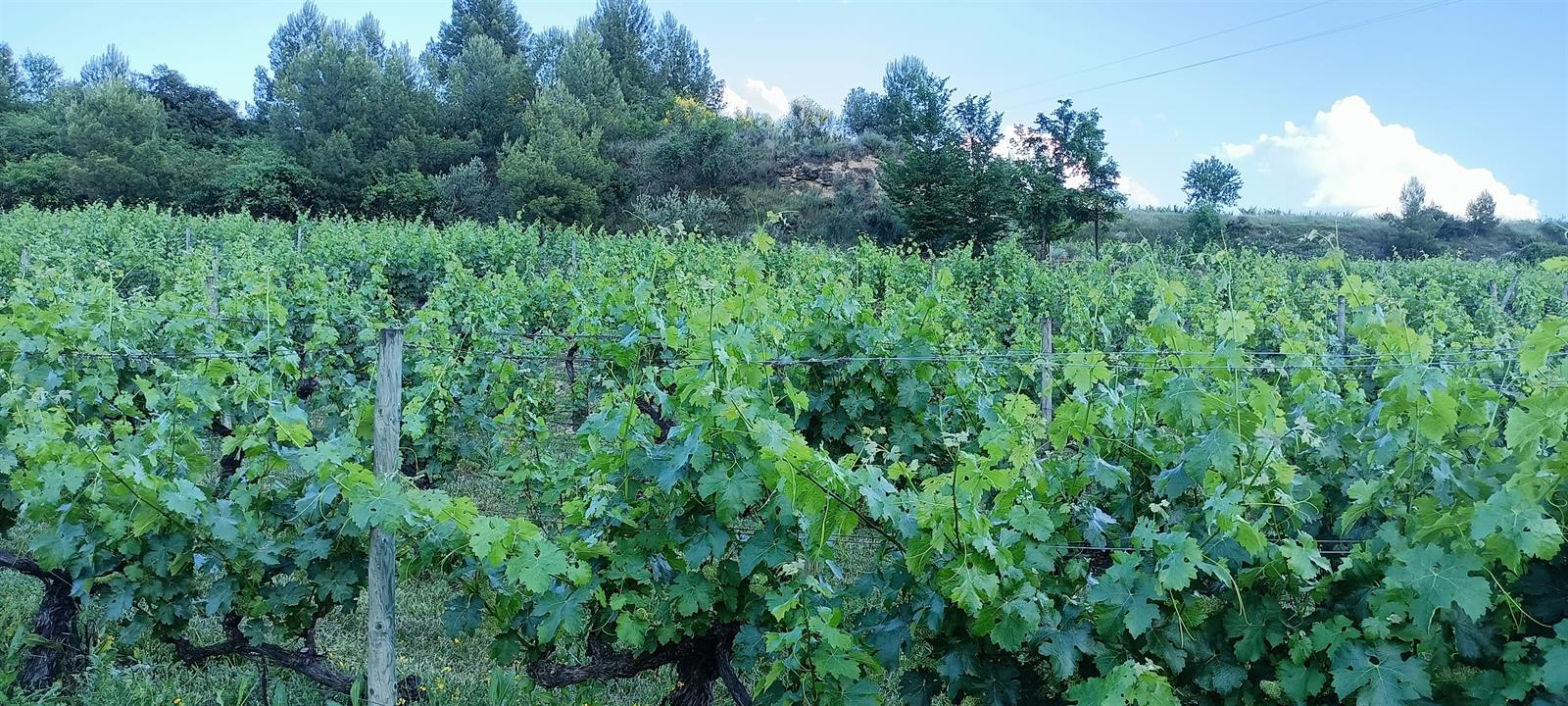 Gobierno vasco pide a Agricultura anular las modificaciones de Estatutos y pliego de condiciones de DOCa Rioja