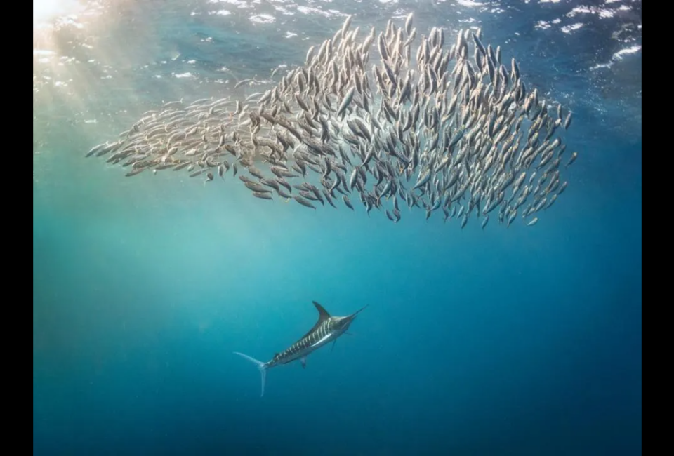 Una ventana a la belleza del mar: estas son las 24 fotografías finalistas del Ocean Photographer Of The Year