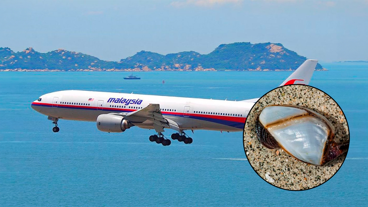 Este crustáceo podría ayudar a encontrar el lugar en el que se encuentra el desaparecido MH370 de Malaysia Airlines