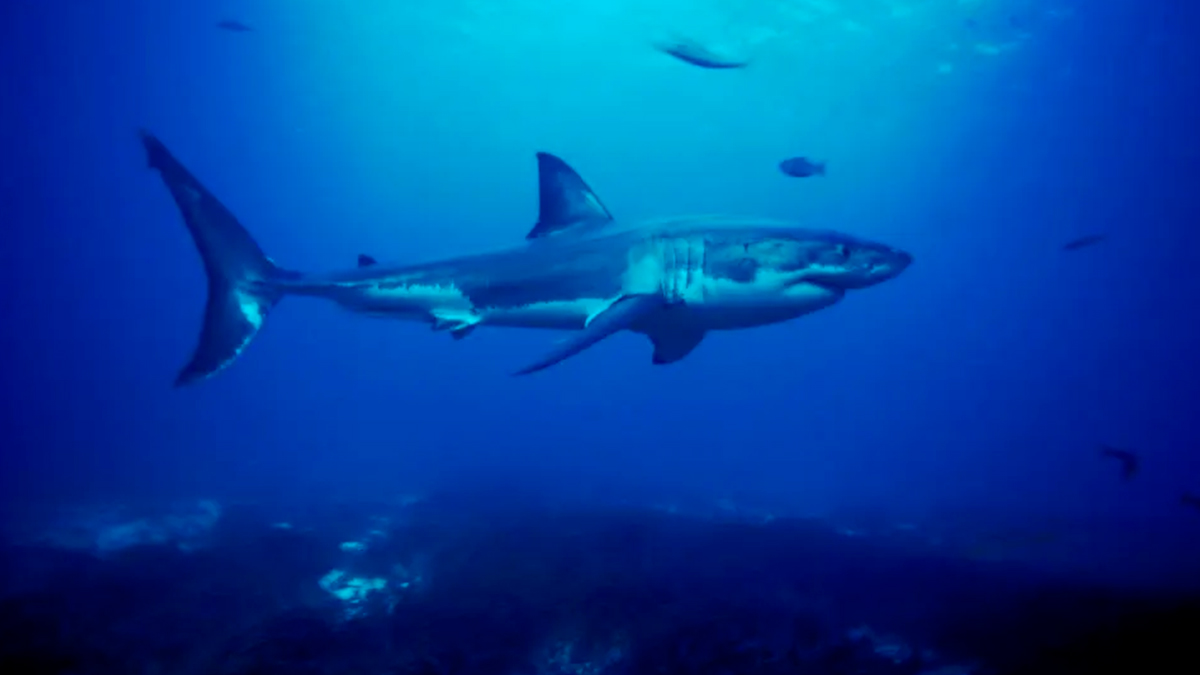 Por qué los tiburones blancos podrían ser más sociables de lo que se pensaba