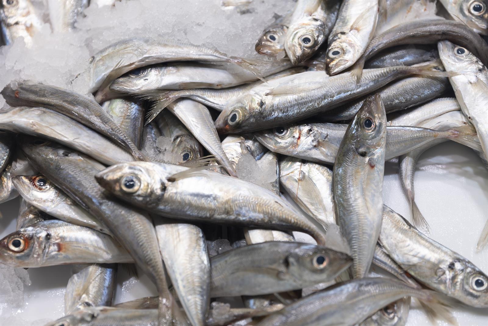 Directores generales de Pesca de la UE analizan el papel de productos pesqueros en abastecimiento alimentario