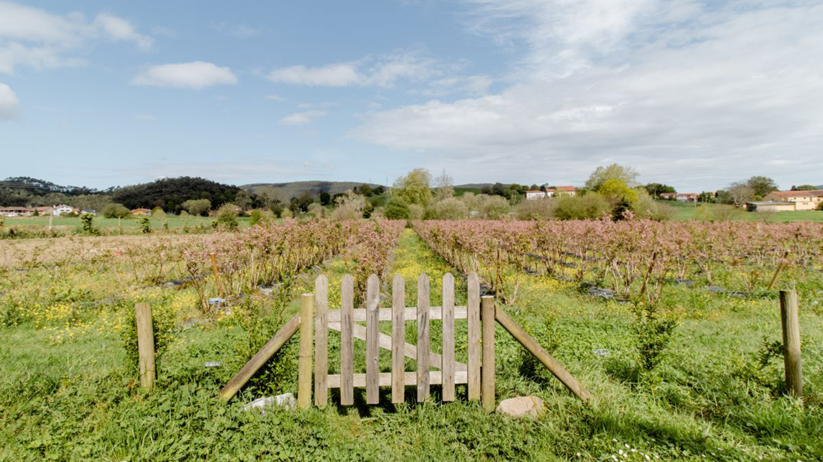 Las casas vacacionales cerca de viñedos atrajeron a más de un millón de huéspedes en Airbnb en toda España