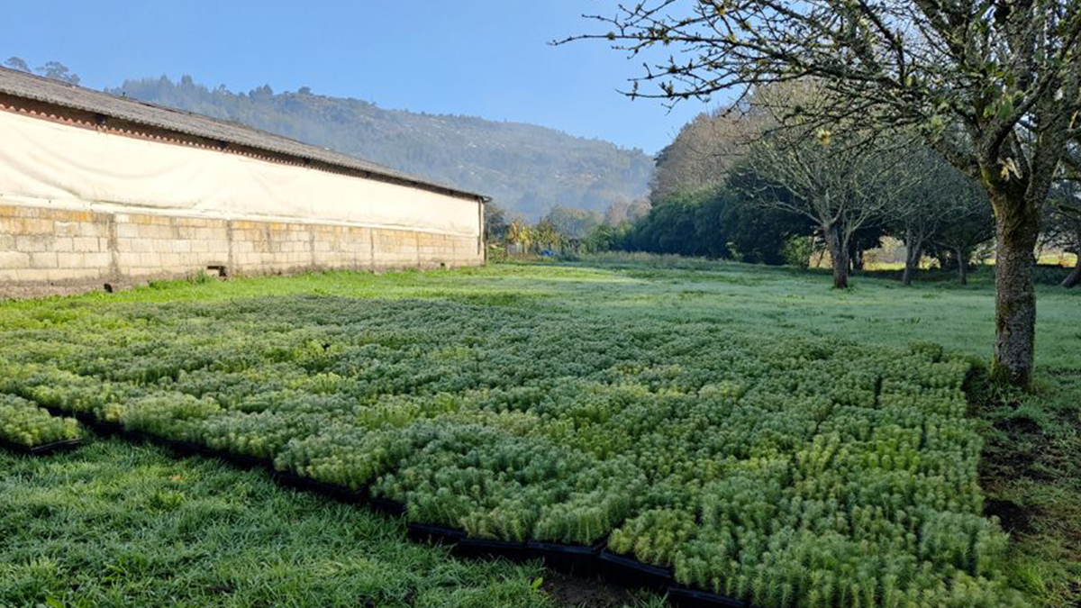 CO2 Revolution arranca su campaña de reforestación con el objetivo de plantar 600.000 árboles