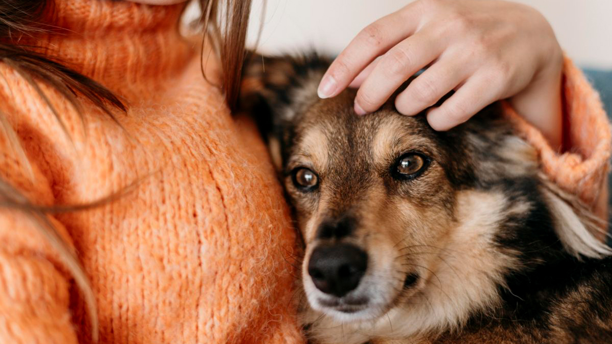 Crecen el cuidado de la microbiota intestinal de perros y gatos y las consultas veterinarias online