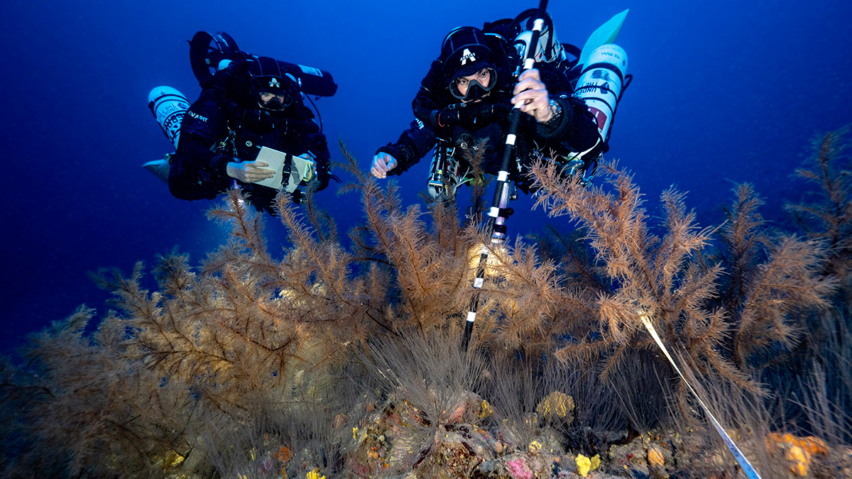 ‘Under the Pole’, la iniciativa apoyada por Rolex que ha descubierto un ‘bosque de animales marinos’ en Canarias