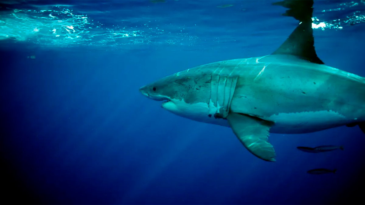 Por qué Australia ha prohibido (casi por completo) la pesca de tiburones