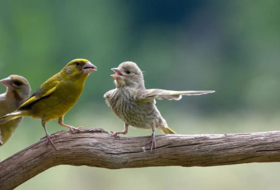 Un joven discutiendo con papá en el bosque de Bialowieza en Polonia. FOTO: JACEK STANKIEWICZ