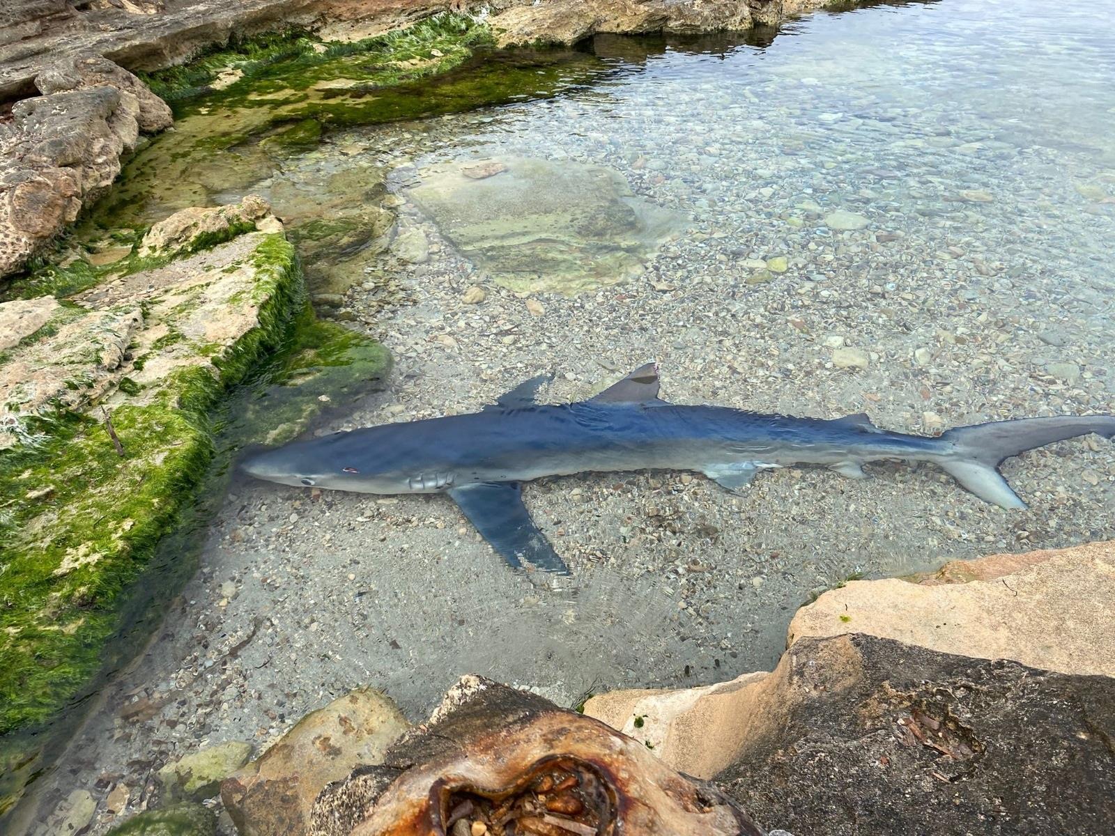La cooperación entre España y Portugal permite incautar casi 25 toneladas de tintorera pescadas ilegalmente