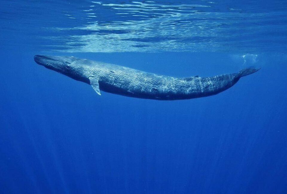 Por qué las ballenas azules han regresado al Océano Índico