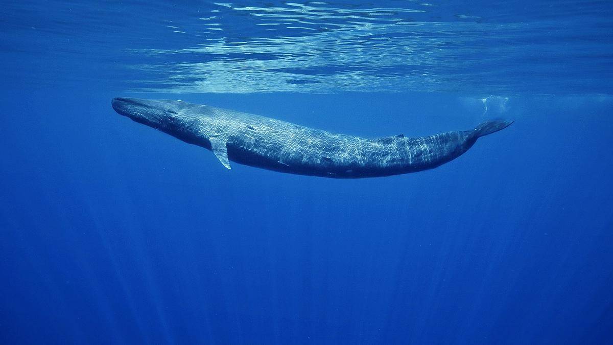 Por qué las ballenas azules han regresado al Océano Índico