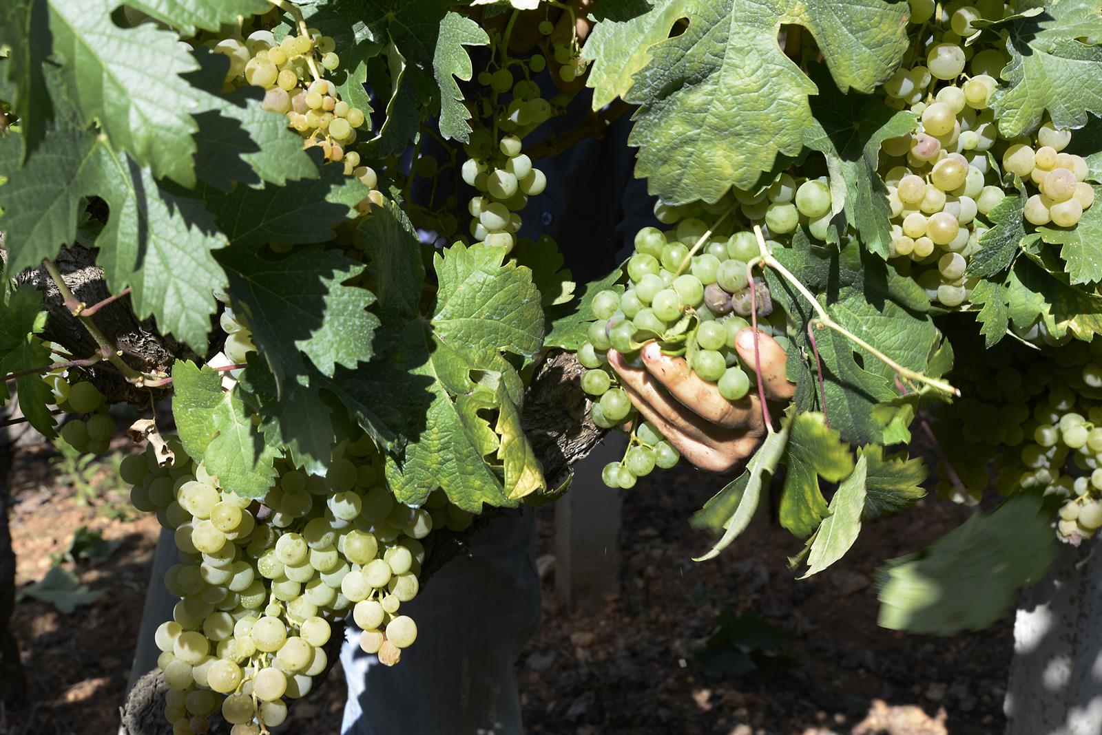 Asaja pide al Gobierno «medidas excepcionales» para ayudar a paliar la «grave situación» del sector del vino
