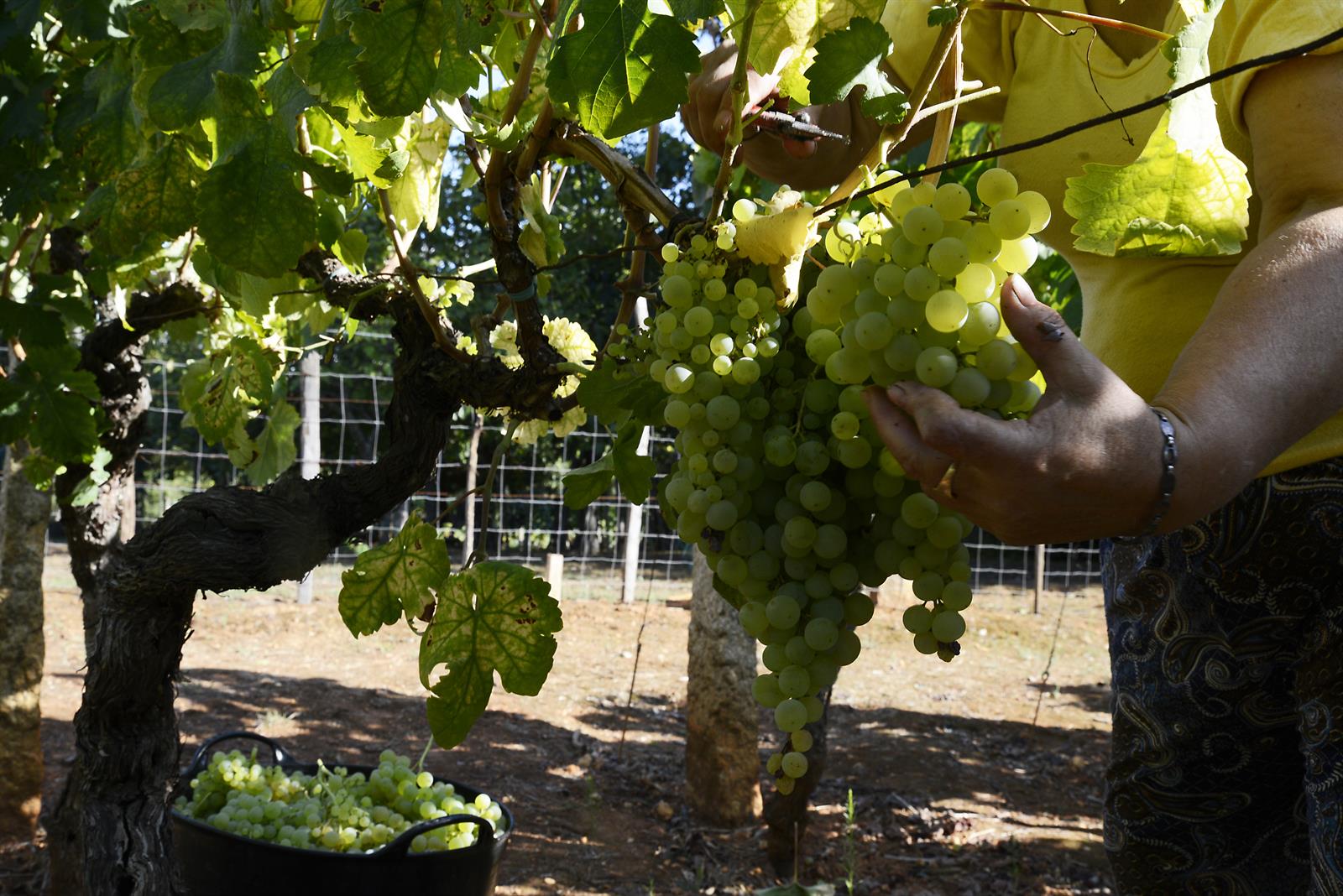 España, Francia e Italia analizan medidas conjuntas para garantizar el futuro del sector del vino