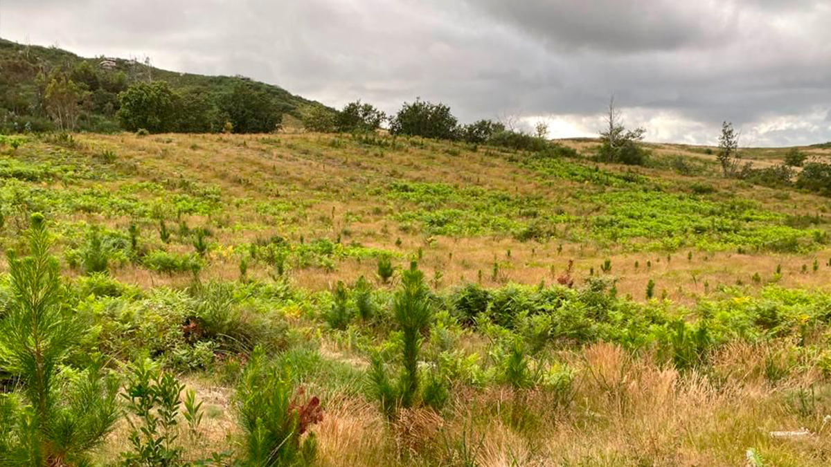 Fundaciones, servicios financieros, salud y bienestar, los sectores que más apuestan por la reforestación