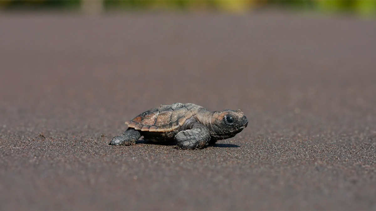 El misterio de las tortugas carey de Costa Rica y la lucha de una especie en peligro de extinción