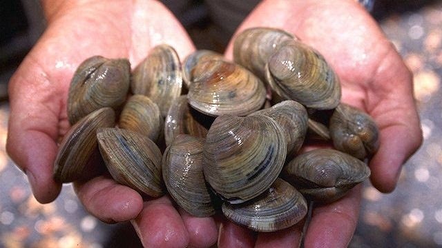 Junta decreta el cierre de la pesquería de chirla en el Golfo de Cádiz por rendimiento inferior al establecido