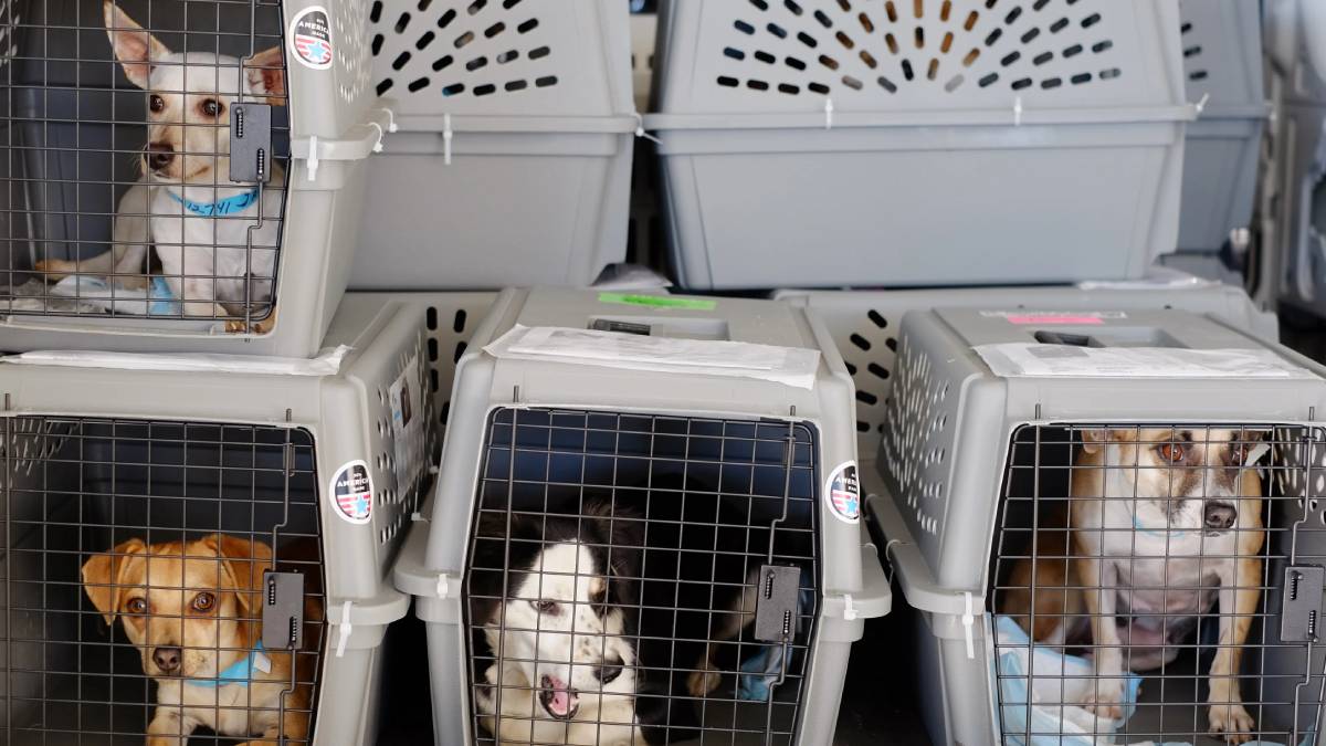 Por qué las aerolíneas japonesas han prohibido llevar mascotas en cabina