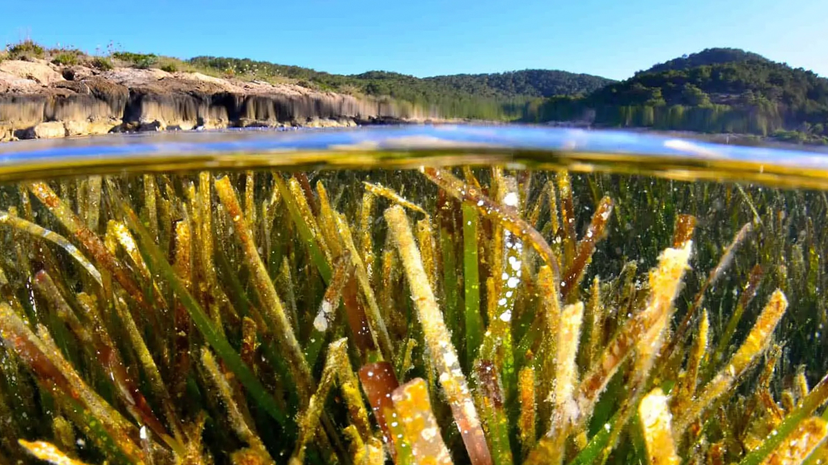 Más del 50% de la pradera de Posidonia oceánica de la bahía de Talamanca está muerta 