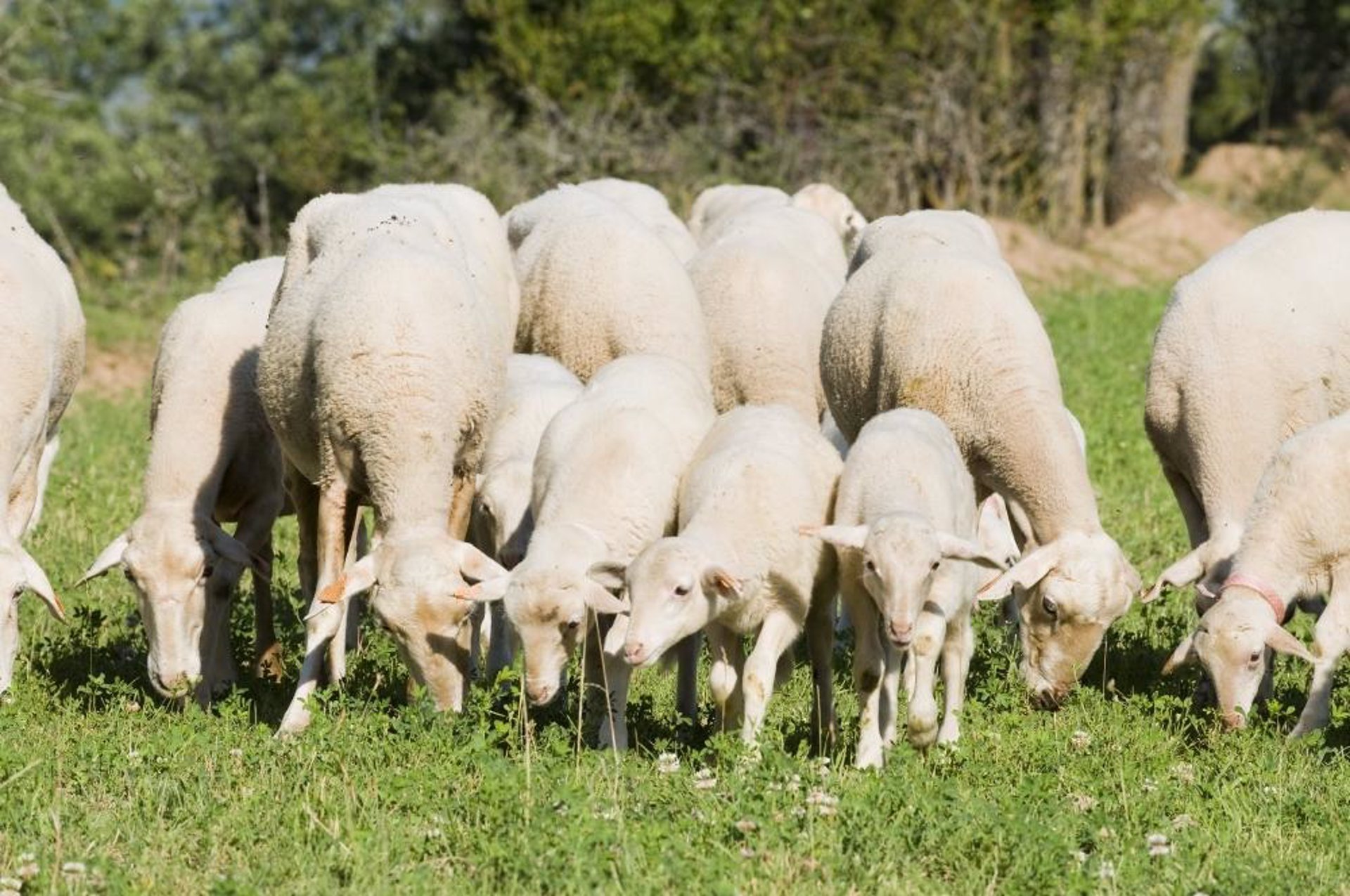 La Justicia europea confirma el registro del ‘Halloumi’ chipriota como denominación protegida en la UE