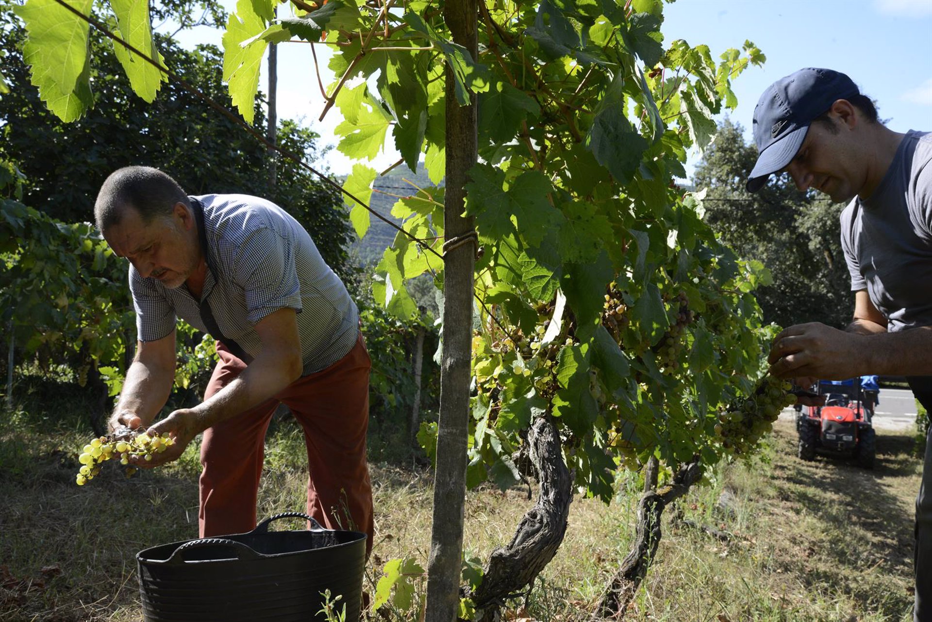 El Gobierno remite a las CCAA su propuesta de modificación del Plan Estratégico de la PAC
