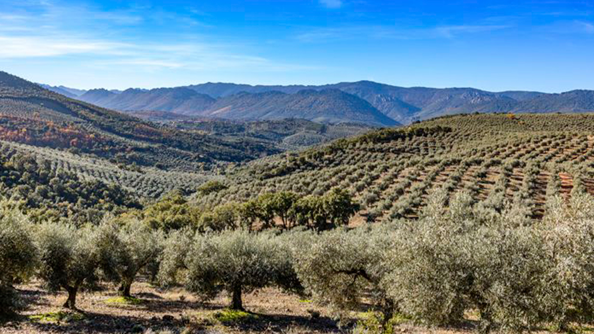 El paisaje del olivar impulsa la actividad de alojamiento en centenares de pueblos en toda España